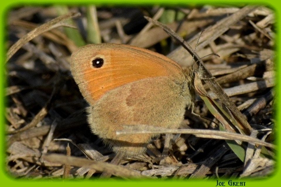 Coenonympha pamphilus - kis szénalepke