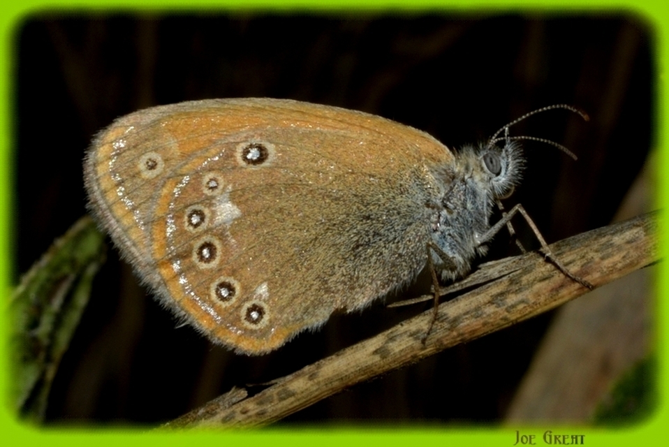 Coenonympha glycerion - közönséges szénalepke