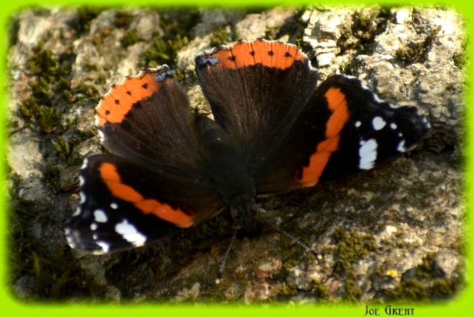 Vanessa atalanta - atalantalepke