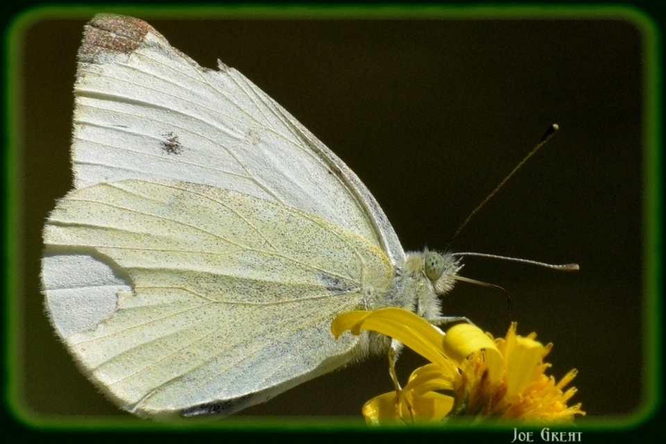 Pieris rapae - répalepke