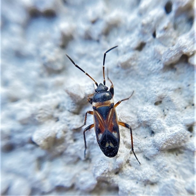 Raglius alboacuminatus - tarka díszesbodobács