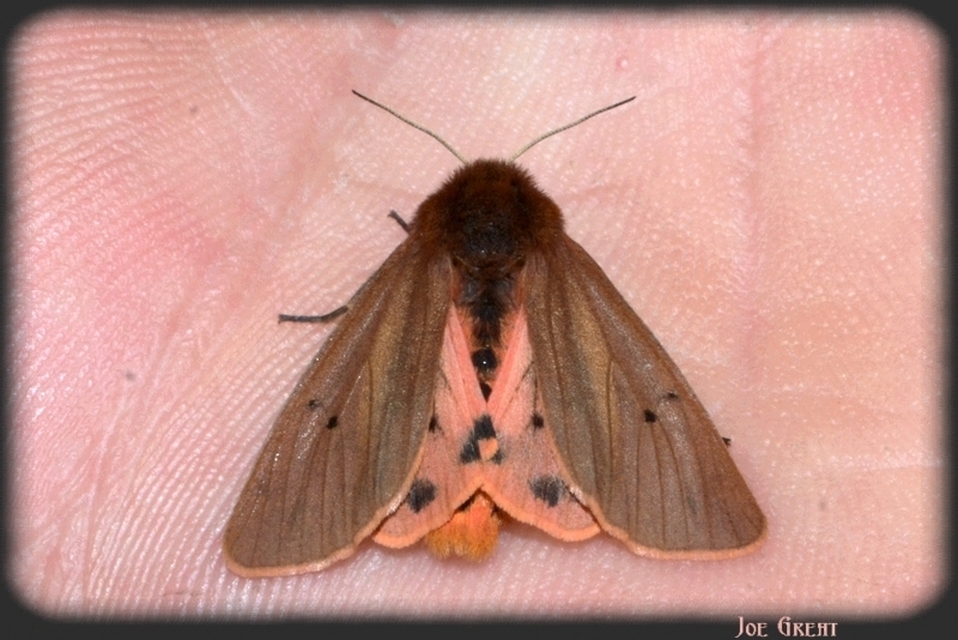 Phragmatobia fuliginosa - füstös medvelepke