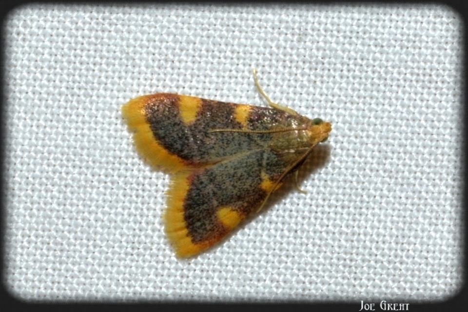 Hypsopygia costalis - szénailonca