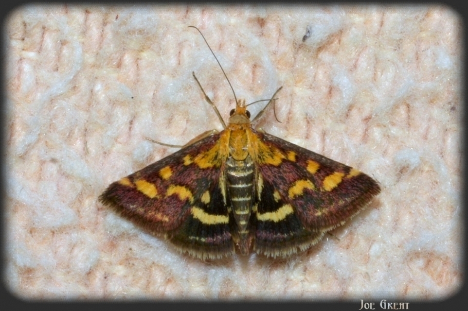 Pyrausta purpuralis - közönséges bíbormoly