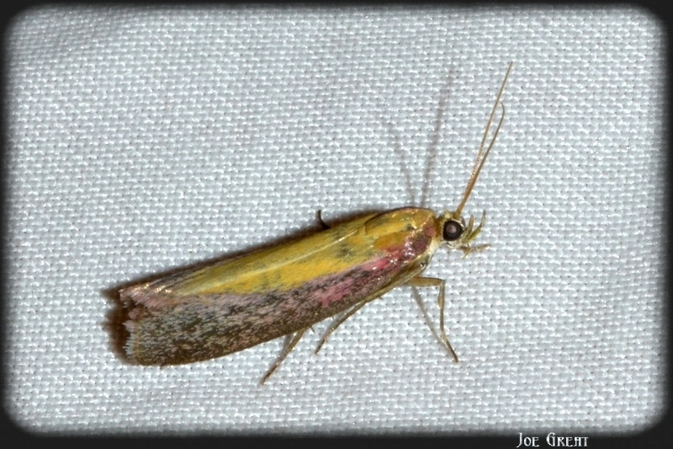 Oncocera semirubella - lucernamoly
