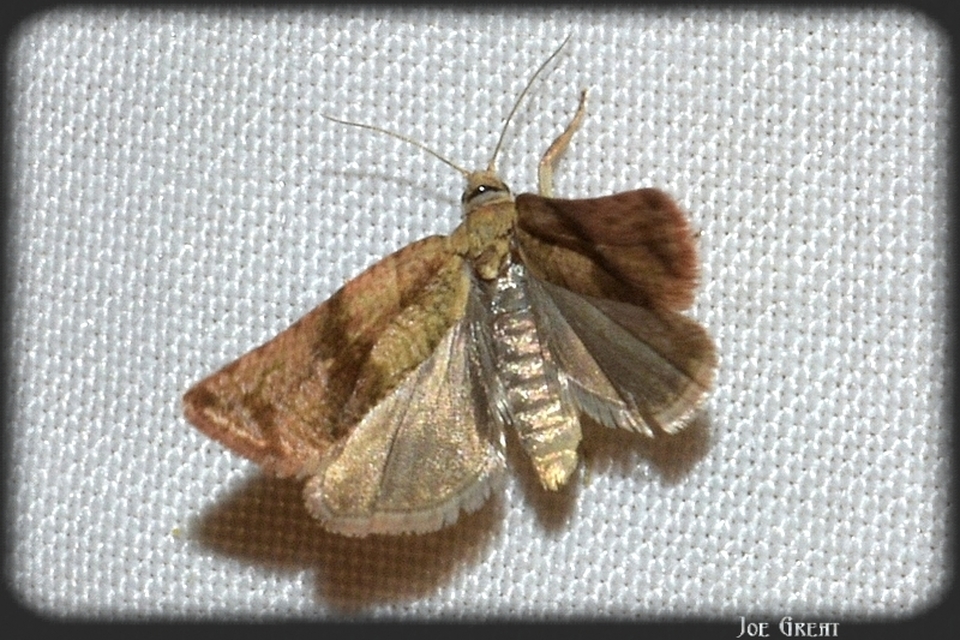 Celypha striana - pitypangfúró tükrösmoly