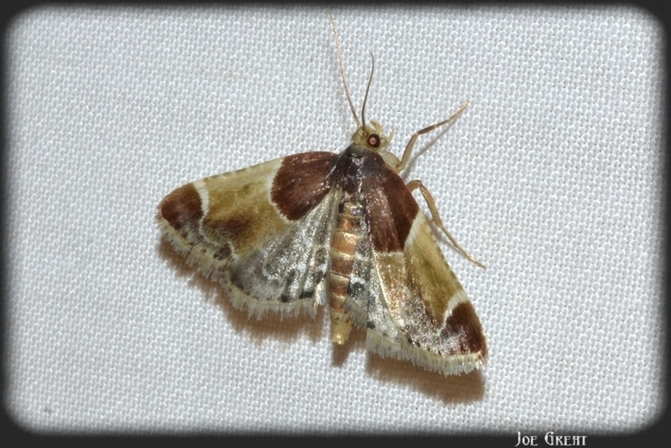 Pyralis farinalis - lisztilonca