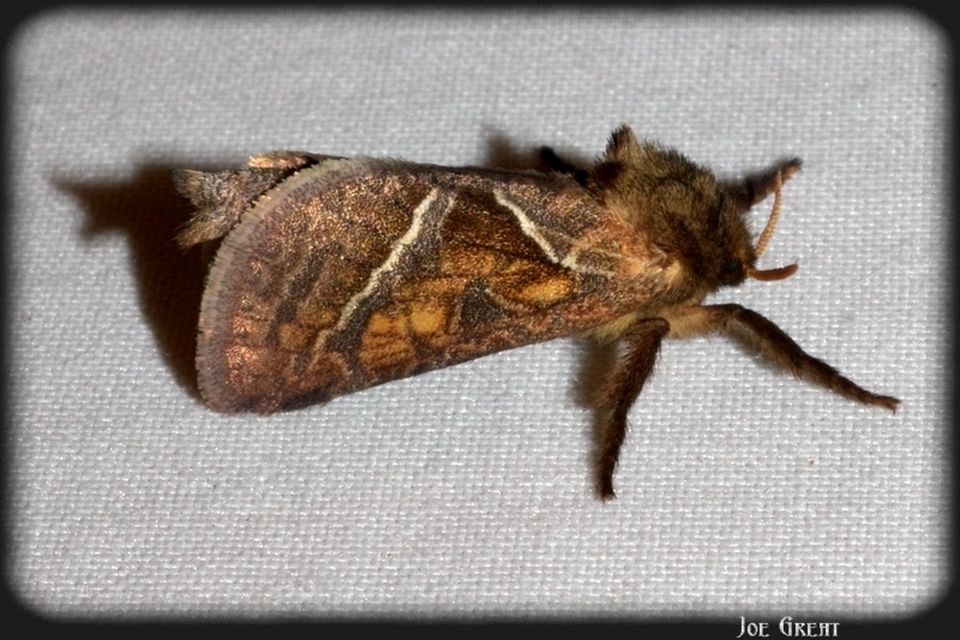 Triodia sylvina - kis gyökérrágólepke