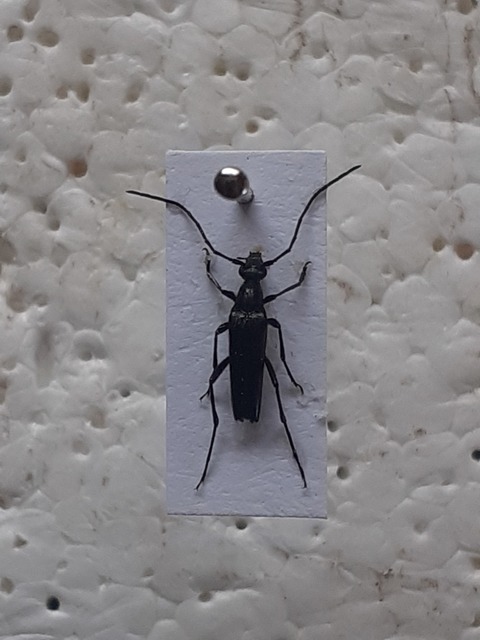 Stenurella nigra - fekete karcsúcincér