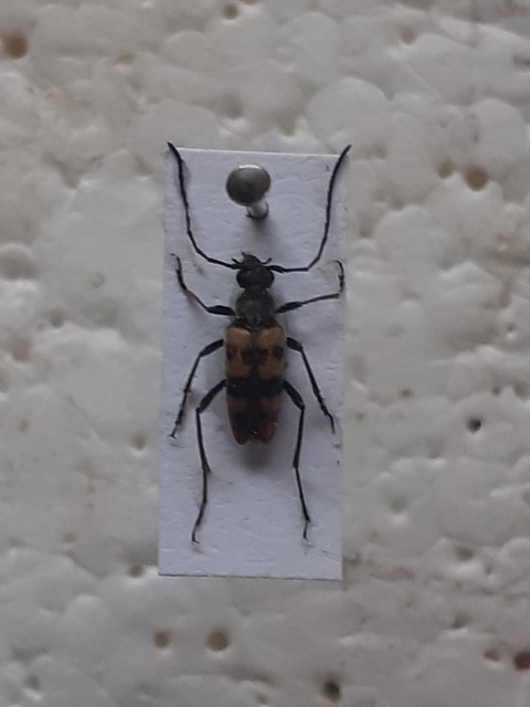 Pachytodes erraticus - rajzos virágcincér