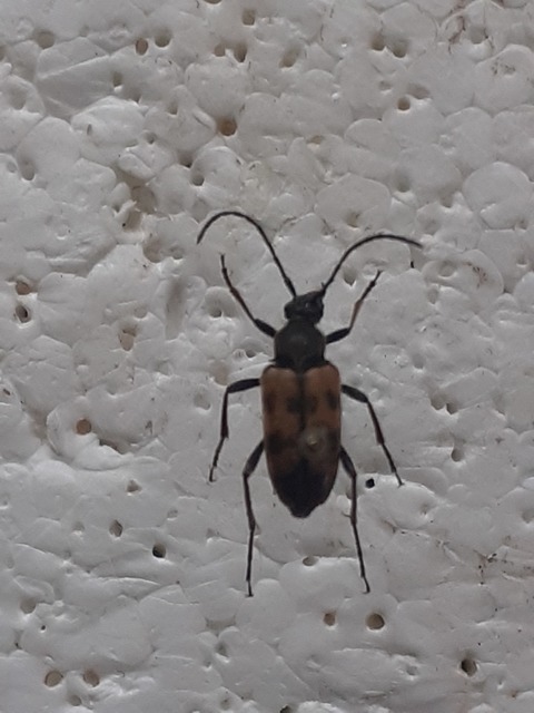 Pachytodes erraticus - rajzos virágcincér