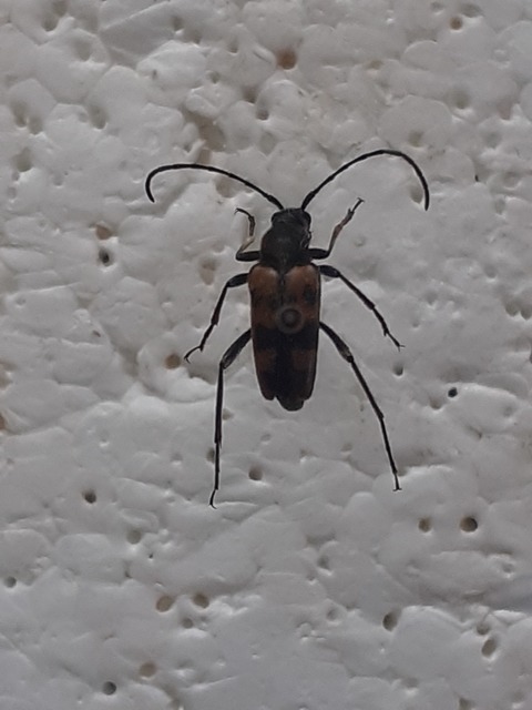 Pachytodes erraticus - rajzos virágcincér