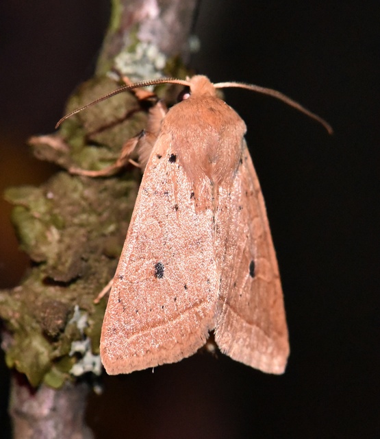 Leptologia macilenta - gyertyán-őszibagoly