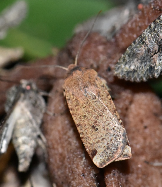 Conistra veronicae - veronika-őszibagoly