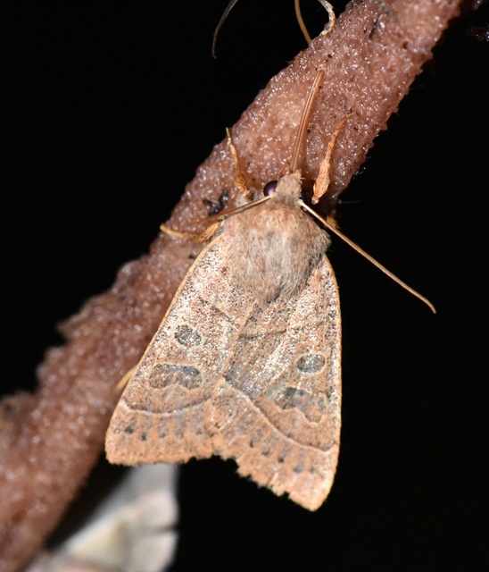 Mesogona acetosellae - madársóskabagoly