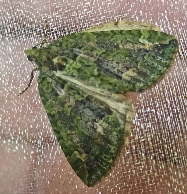 Chloroclysta siterata - salátazöld araszoló