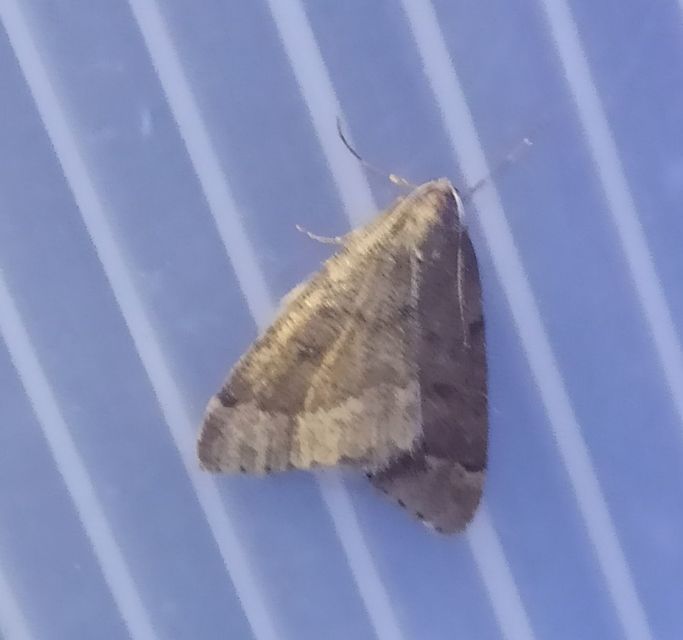 Theria rupicapraria - tavaszi kökényaraszoló