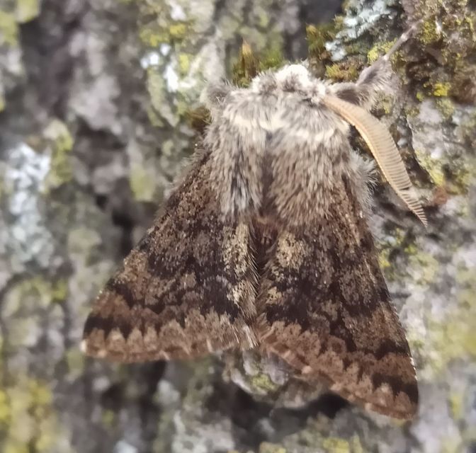Apocheima hispidaria - borzas tavasziaraszoló