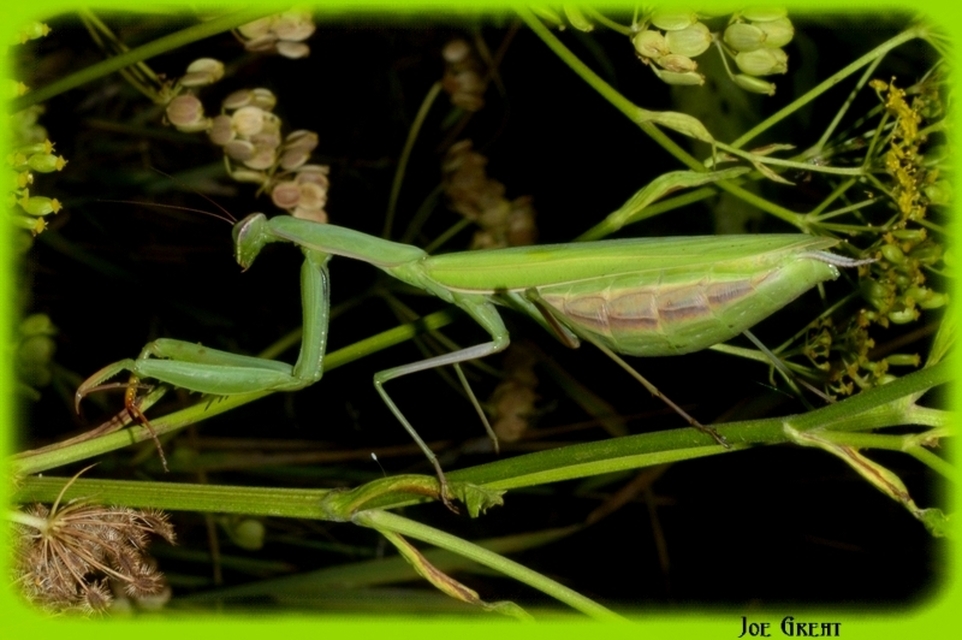 Mantis religiosa - imádkozósáska