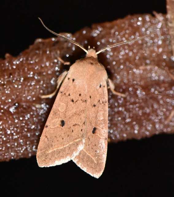 Leptologia macilenta - gyertyán-őszibagoly