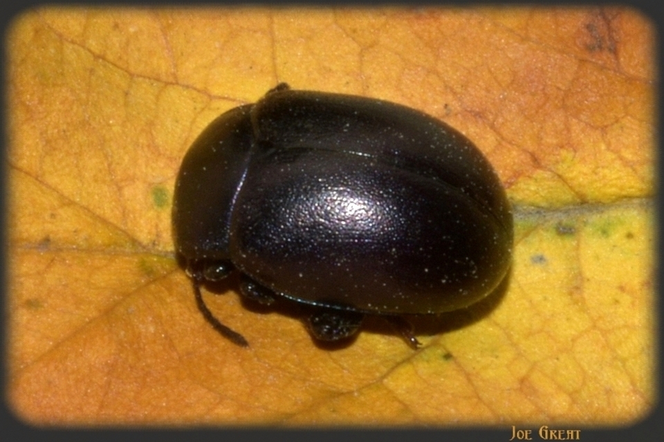Chrysolina sturmi - vöröslábú levelész