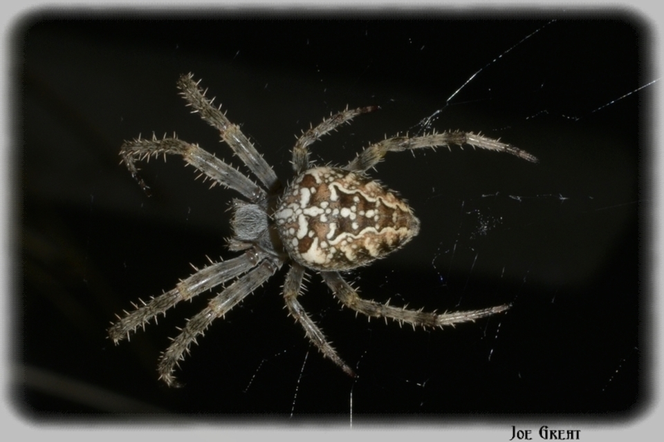 Araneae - Pókok