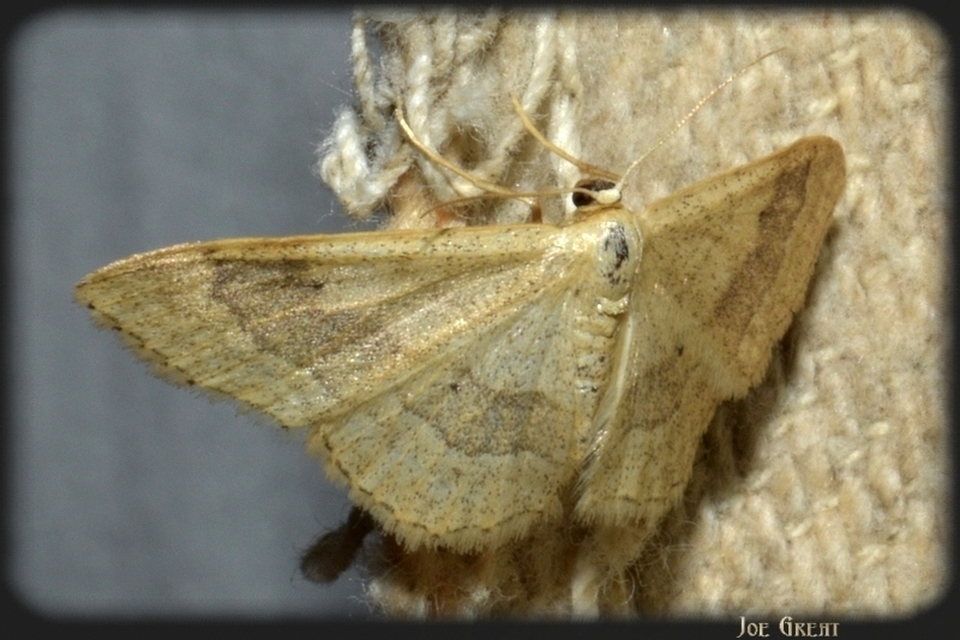Idaea aversata - nagy sávosaraszoló