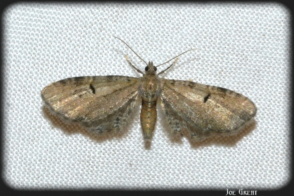 Eupithecia absinthiata - üröm-törpearaszoló