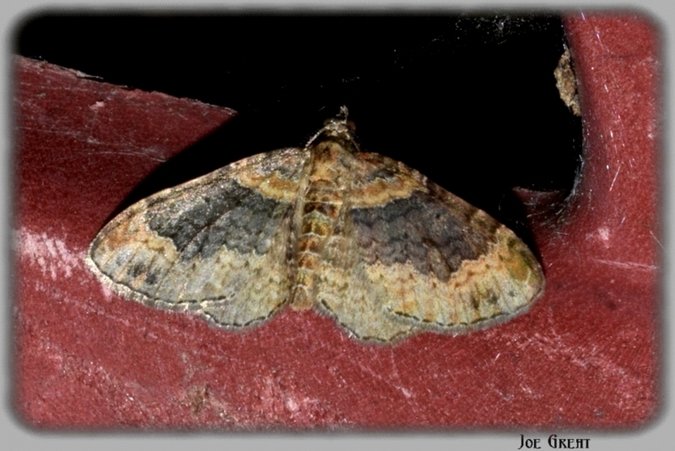 Xanthorhoe ferrugata - kerti tarkaaraszoló