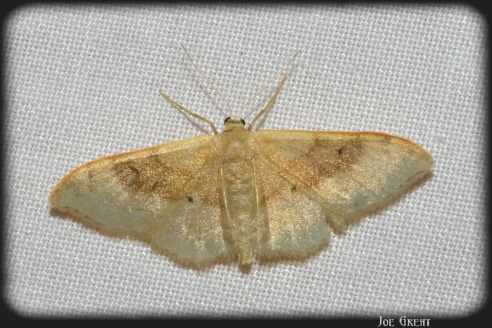 Idaea degeneraria - barnasávos araszoló