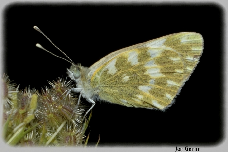 Pontia edusa - rezedalepke