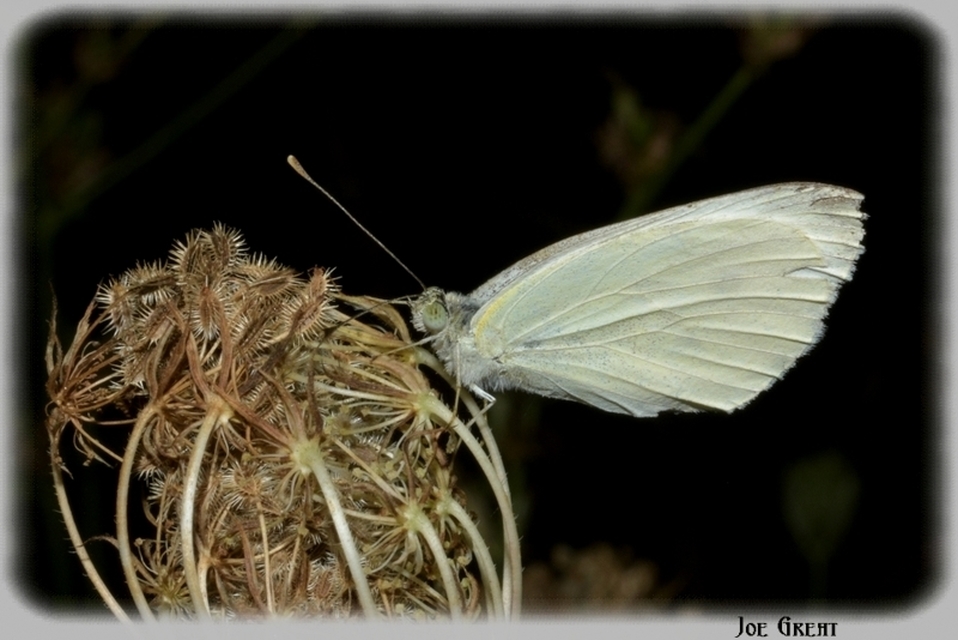 Pieris rapae - répalepke