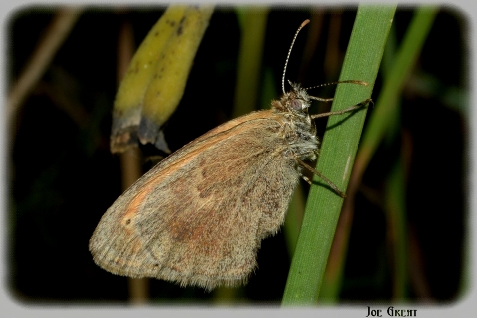 Coenonympha pamphilus - kis szénalepke