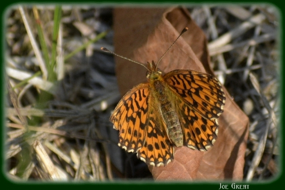 Boloria dia - kis gyöngyházlepke
