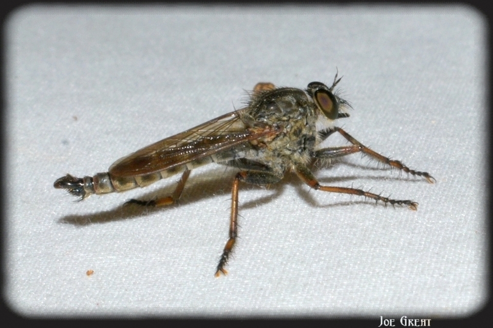 Tolmerus atricapillus