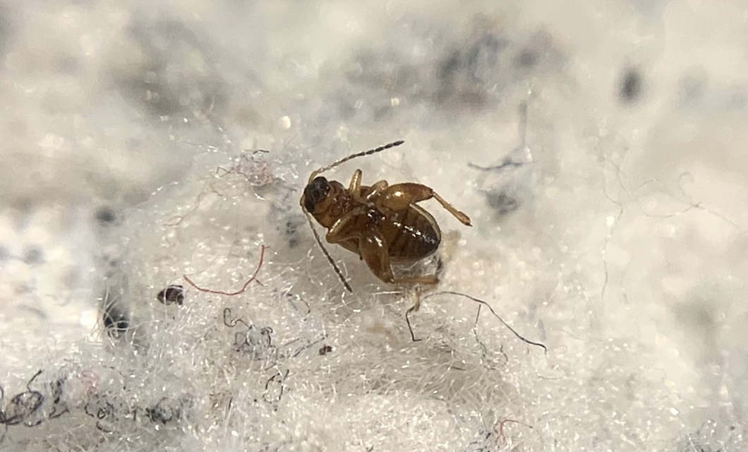 Longitarsus lycopi