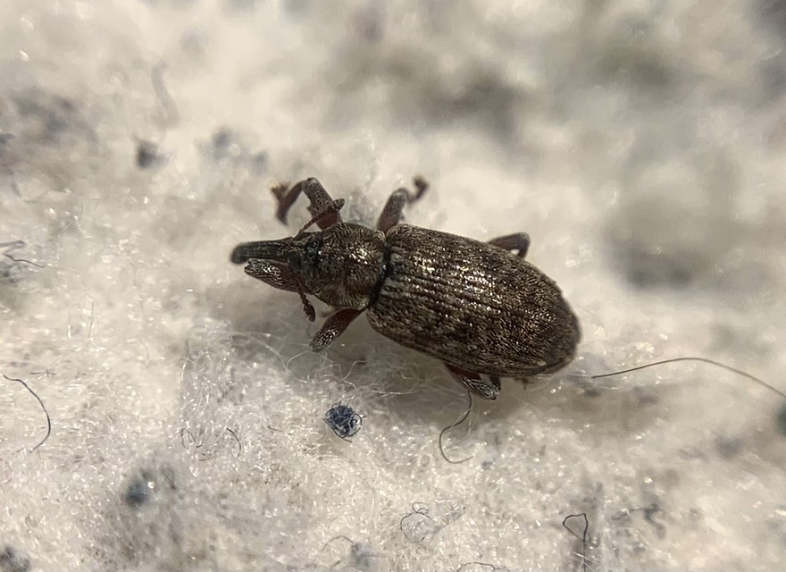 Dorytomus taeniatus - kecskefűz-hangormányos