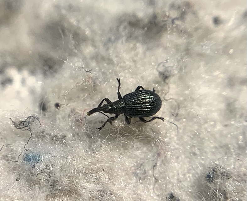 Ischnopterapion virens - lóheregyökér-cickányormányos