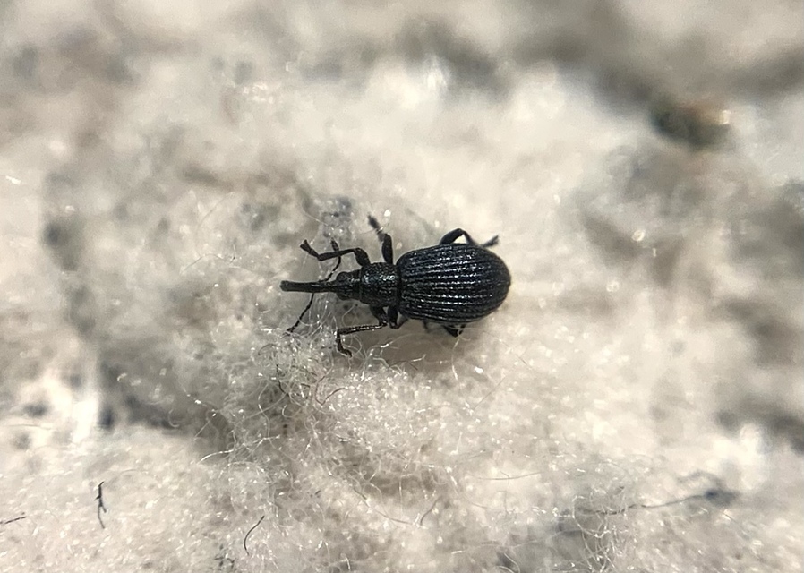 Ischnopterapion virens - lóheregyökér-cickányormányos