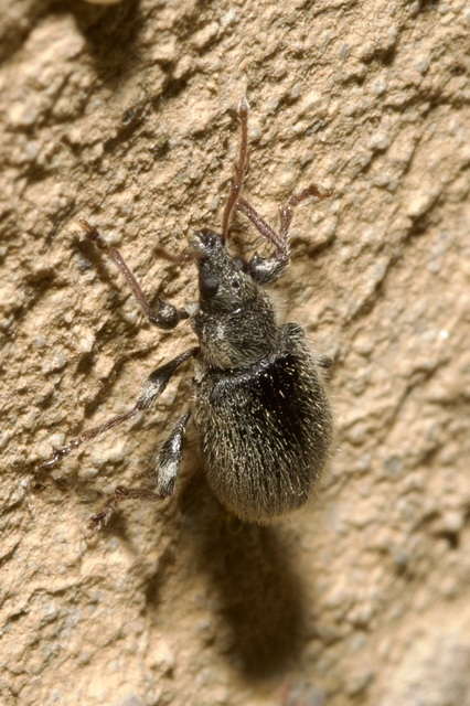 Phyllobius betulinus - változékony levélormányos