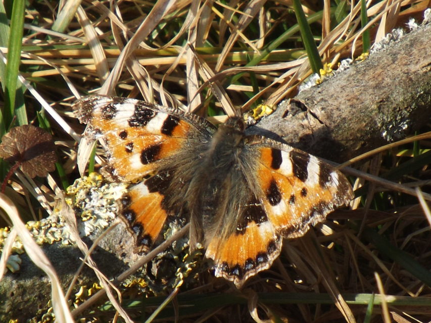 Nymphalis urticae - kis rókalepke