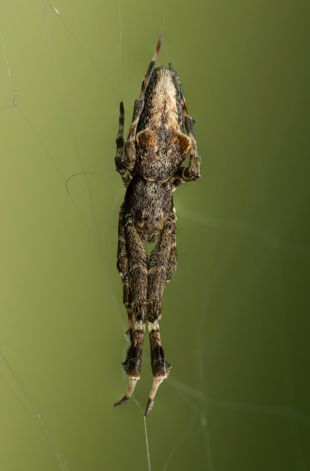 Uloborus plumipes - pamatoslábú derespók