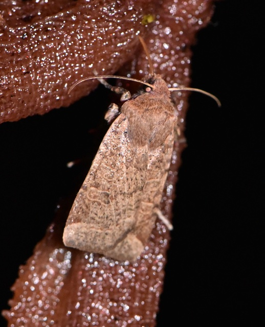 Conistra veronicae - veronika-őszibagoly