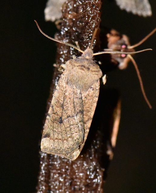 Conistra veronicae - veronika-őszibagoly