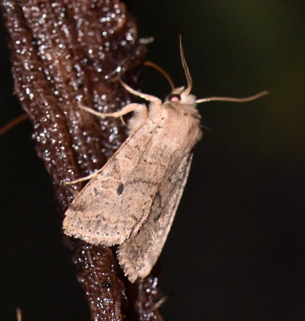 Propenistra laevis - könnyű őszibagoly