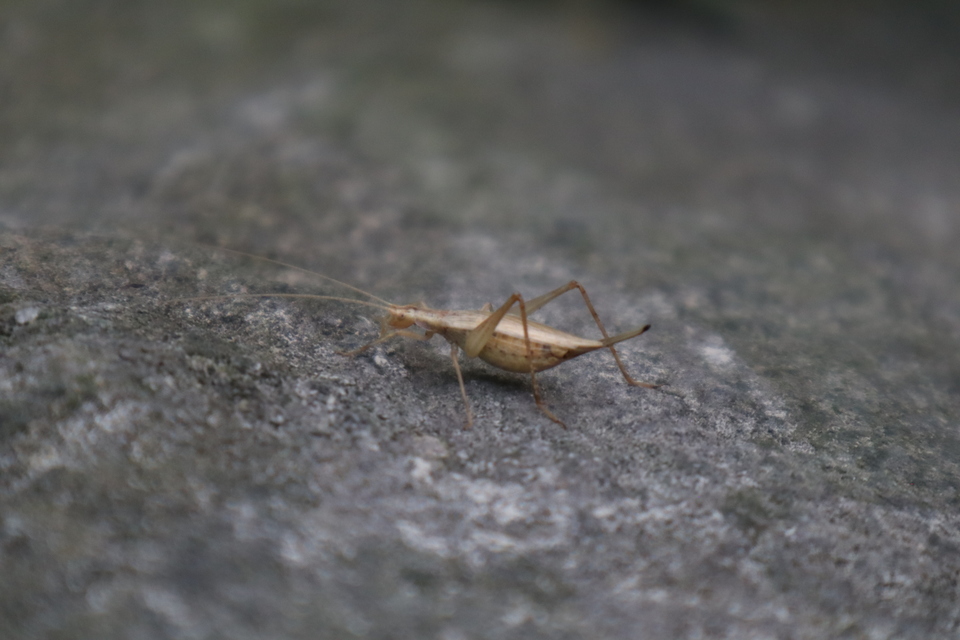 Oecanthus pellucens - pirregőtücsök