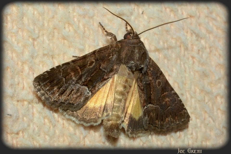 Thalpophila matura - fakó erdeibagoly