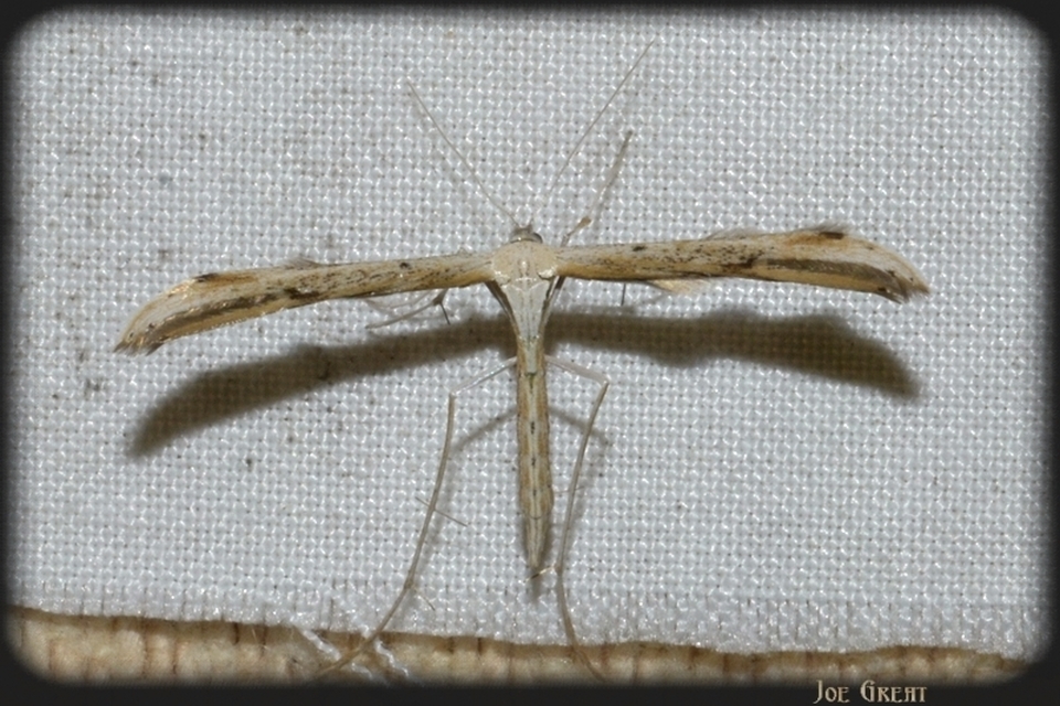 Pterophoridae - tollasmolyfélék