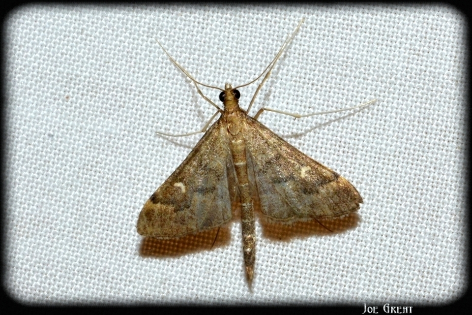 Dolicharthria punctalis - hosszúlábú tűzmoly