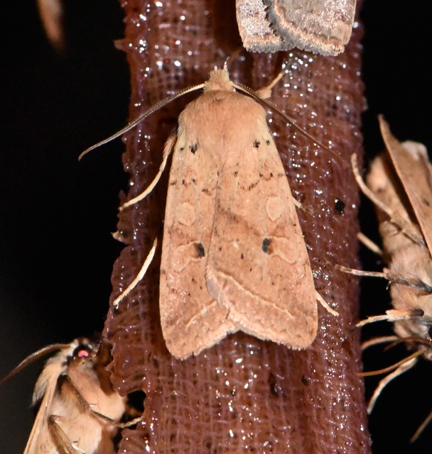 Leptologia macilenta - gyertyán-őszibagoly